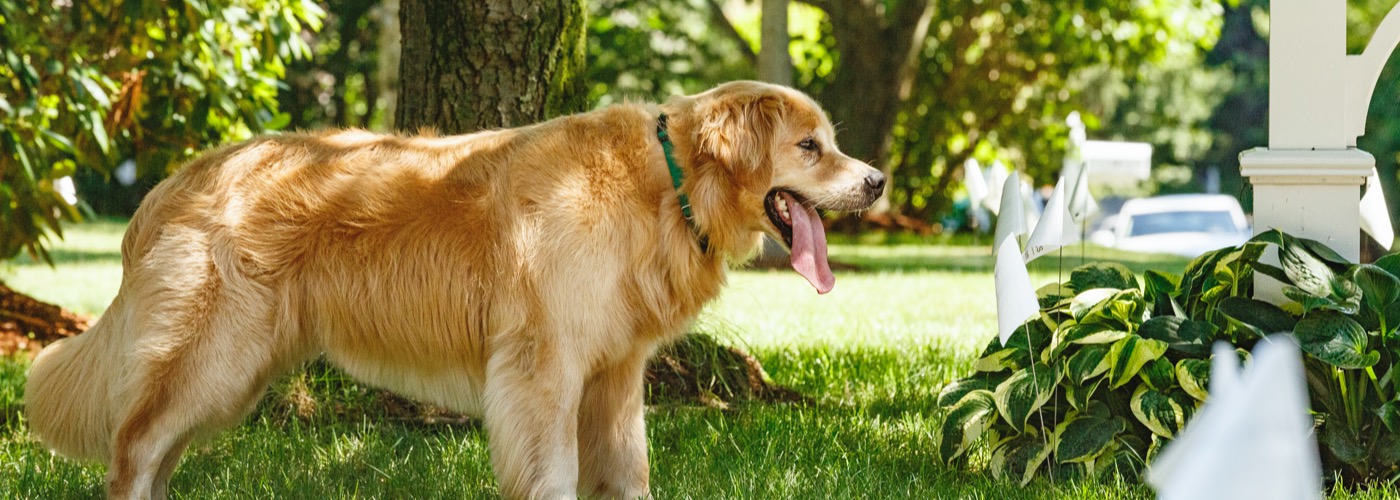 DogWatch of Northeast Indiana, Fort Wayne, Indiana | Outdoor Hidden Dog Fences Slider Image