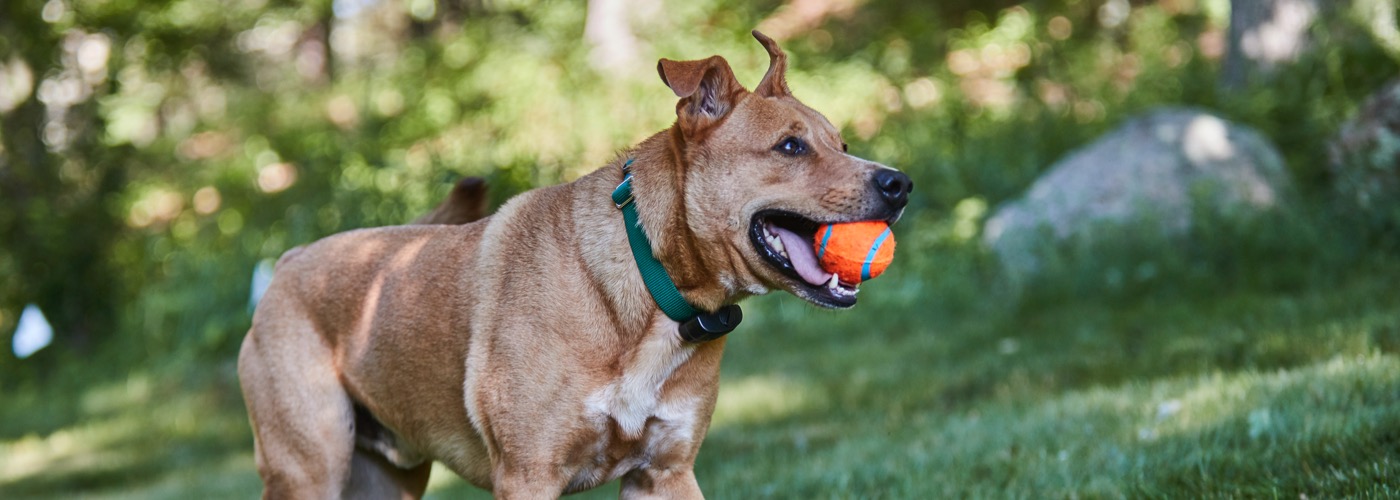 DogWatch of Northeast Indiana, Fort Wayne, Indiana | ProFenceX Slider Image